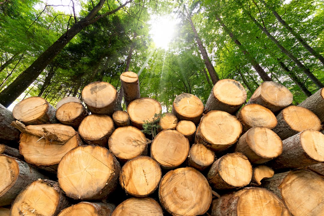Stacked logs in a sunlit forest, showcasing the raw materials used in paper and forest products, surrounded by vibrant green trees.